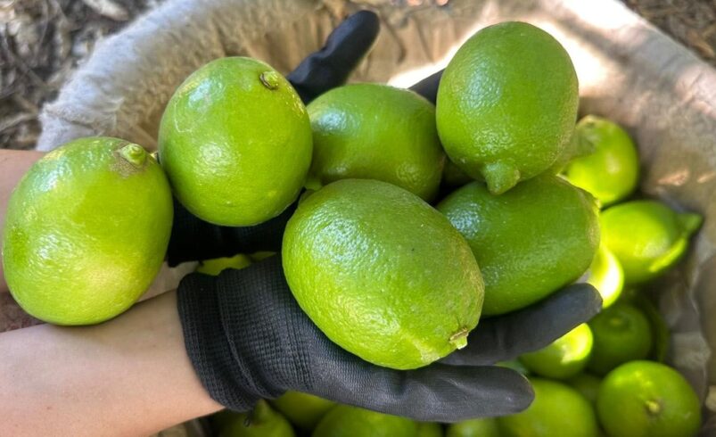 Limonun ihracat yolculuğu başladı