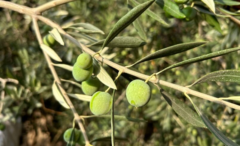 Marmarabirlik bir kilo zeytinin üretim maliyetini beyan etti