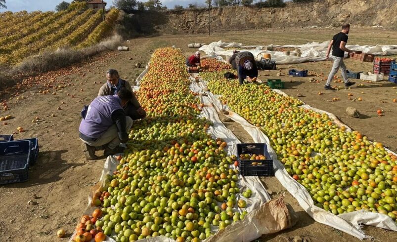 Yeşilken toplanıyor, renk alınca satışa sunuluyor: Kilosu 25 liradan başlıyor