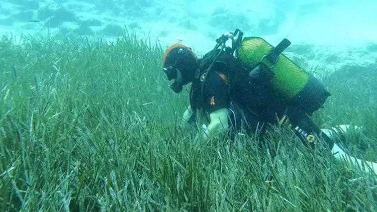 Deniz çayırları ve mercanların korunması devam ediyor