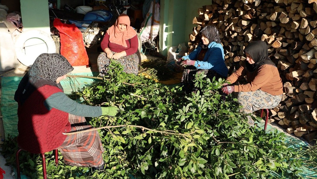 Kilosu 35 TL’den satılıyor, 6 saat dallarından ayıklanıyor: Gelir kaynağı halini aldı