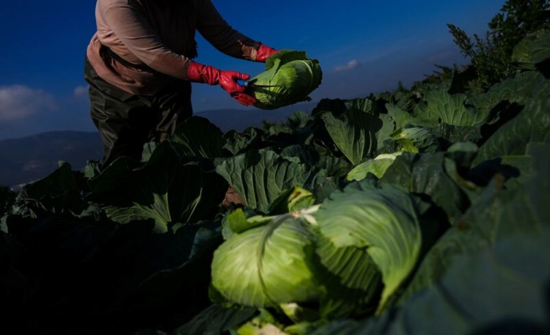 Kışlık sebze tezgaha iki hafta geç çıktı